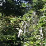 Irland – 2. Tag – Mount Usher Gardens