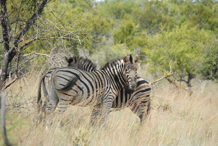 day02_zebras.jpg