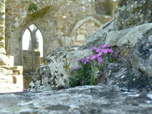 Irland – 3. Tag – Clonmacnoise