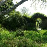 Irland – 2. Tag – Mount Usher Gardens