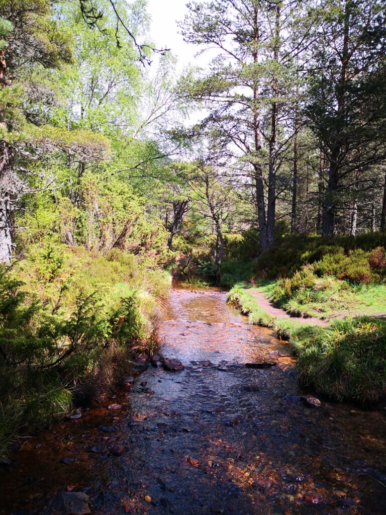 Schottland – Tag 10 – Cairngorms National Park