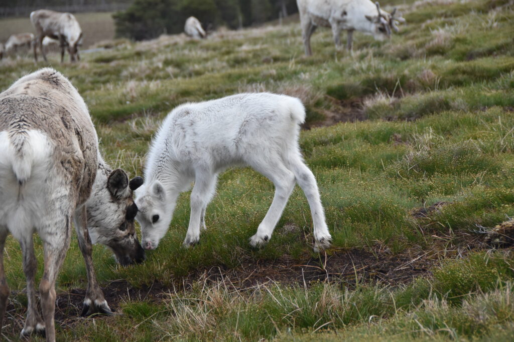 Schottland – Tag 11 – Cairngorm Reindeer Herd