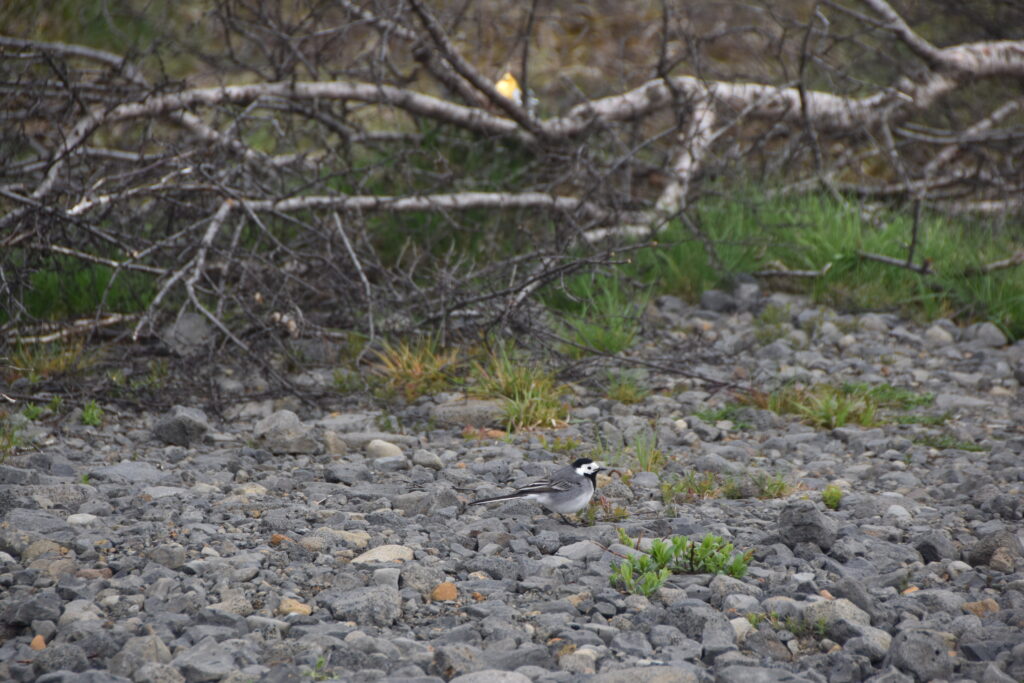 Island Tag 3 – Brúarfoss