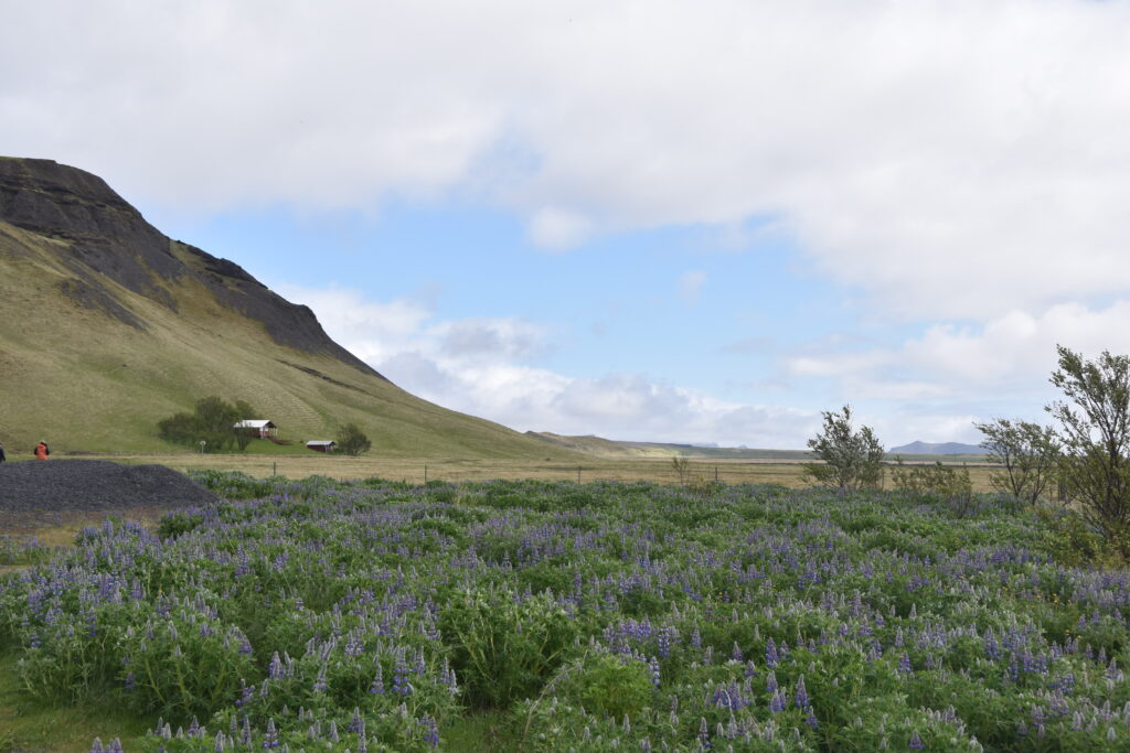 Island Tag 5 – Kvernufoss