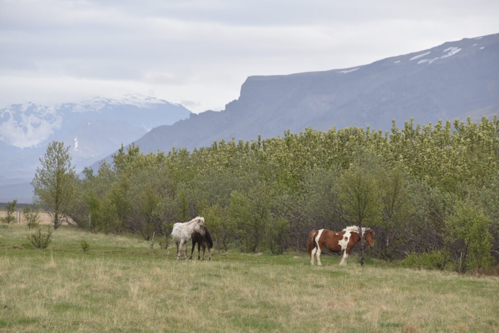 Island Tag 4 – Seljalandsfoss und Gljúfrabúi