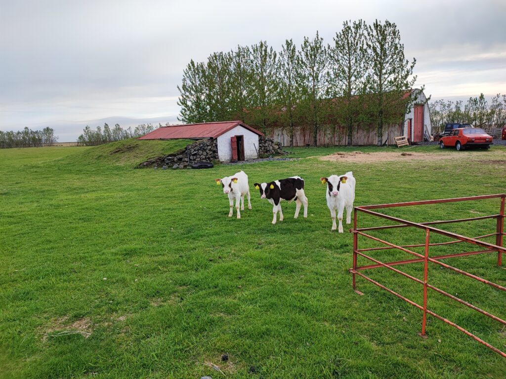 Island Tag 4 – Seljalandsfoss und Gljúfrabúi