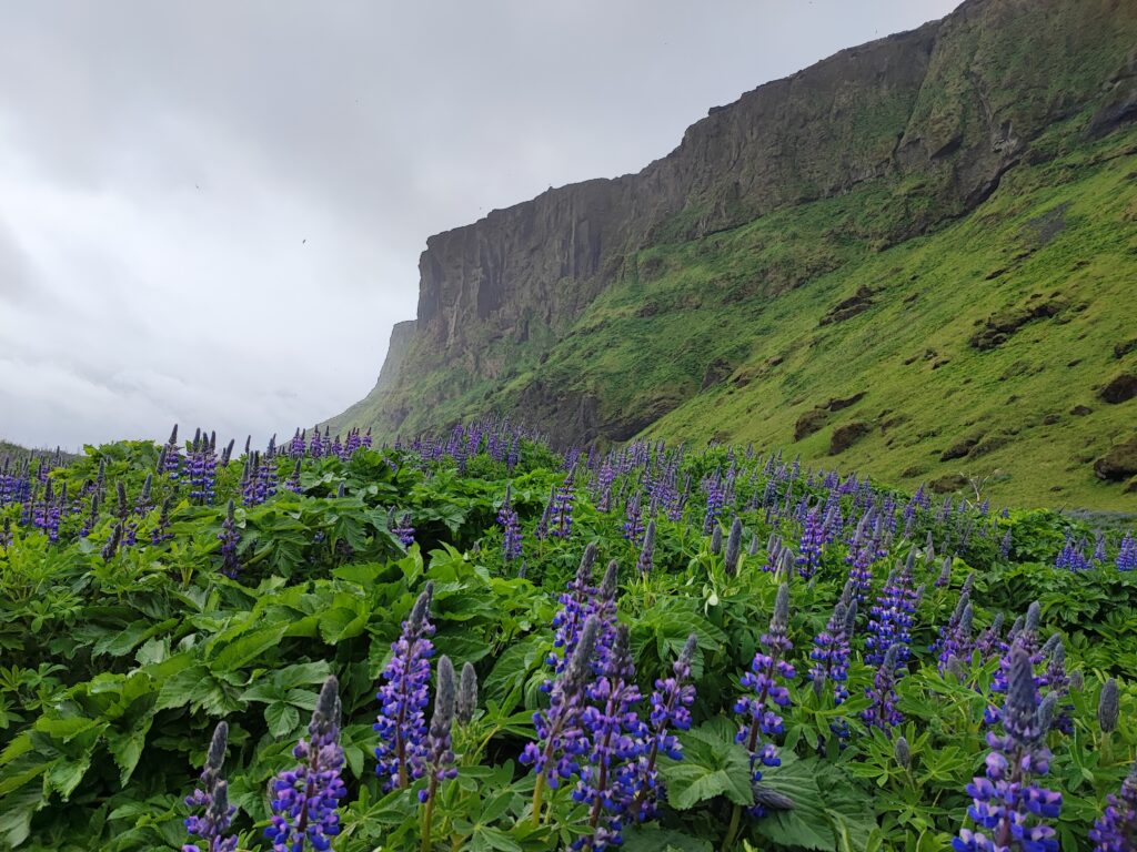 Island Tag 6 – Víkurfjara (Black Sand Beach)