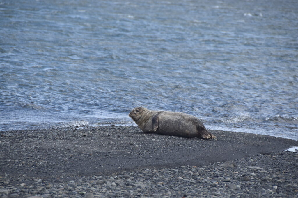 Island Tag 7 – Jökulsárlón / Fellsfjara