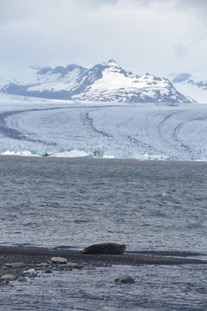 Island Tag 7 – Jökulsárlón / Fellsfjara