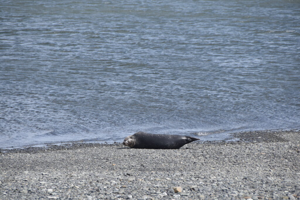 Island Tag 7 – Jökulsárlón / Fellsfjara