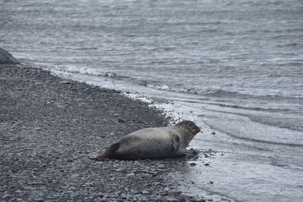 Island Tag 7 – Jökulsárlón / Fellsfjara