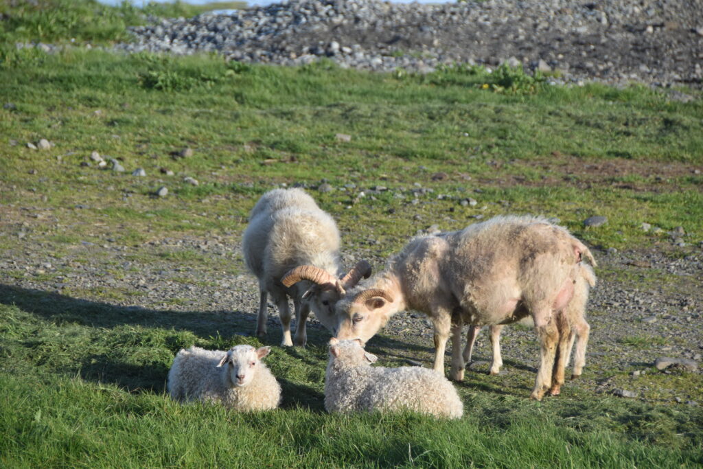 Island Tag 7 – Vestrahorn / Stokksnes / Viking Village