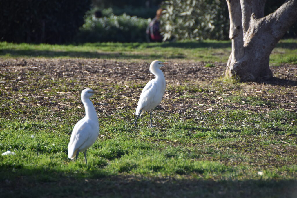 Barcelona Tag 6 – Parc de la Ciutadella, El Born/La Ribera