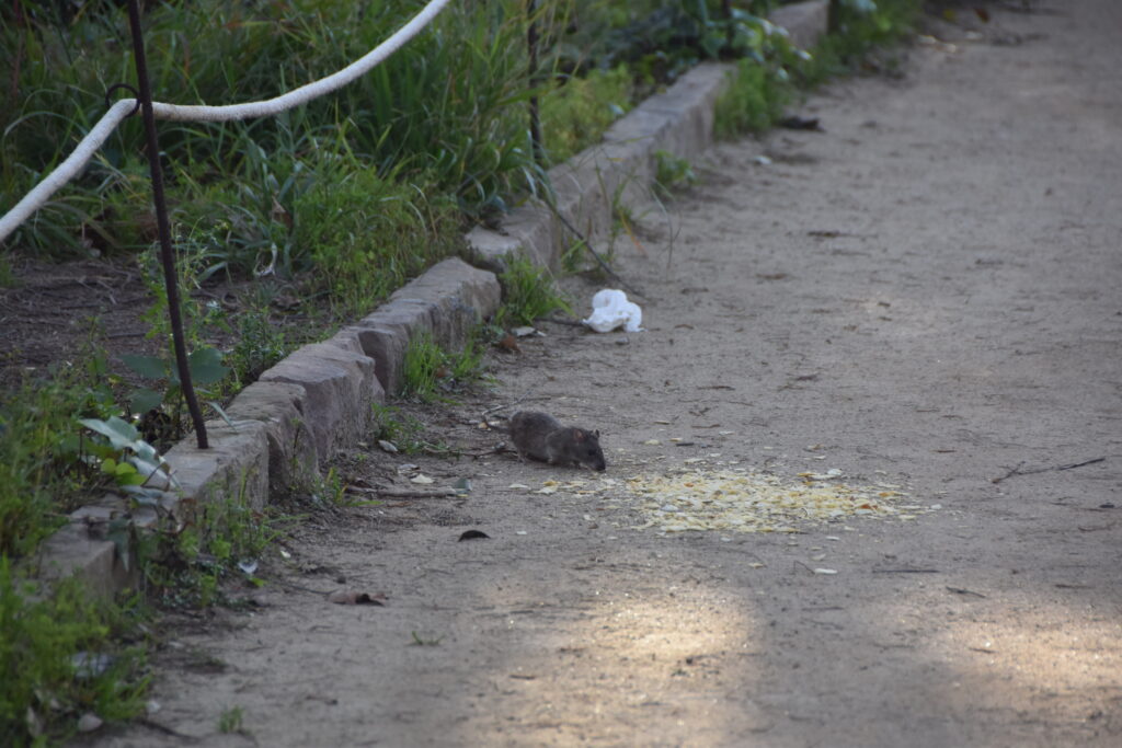 Barcelona Tag 6 – Parc de la Ciutadella, El Born/La Ribera