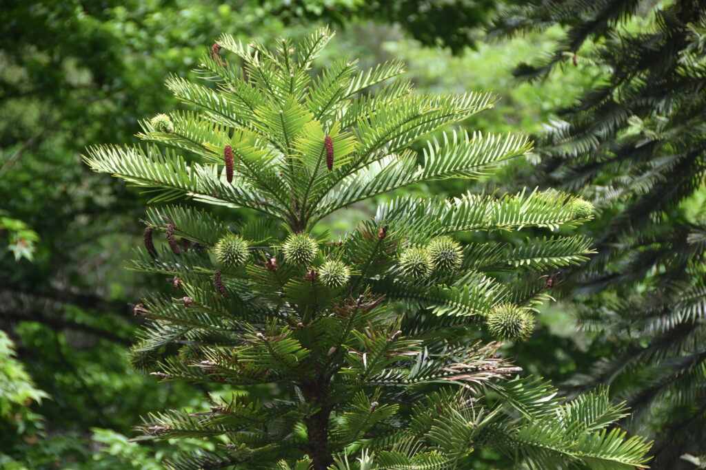 Südengland Tag 17 – Batsford Arboretum