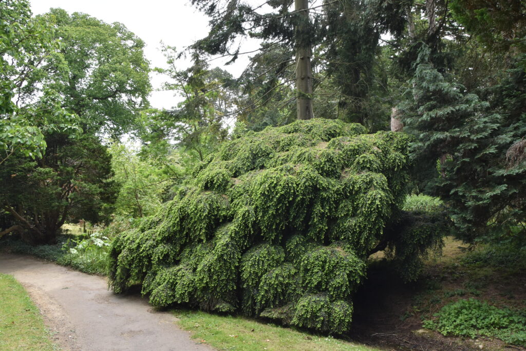 Südengland Tag 17 – Batsford Arboretum