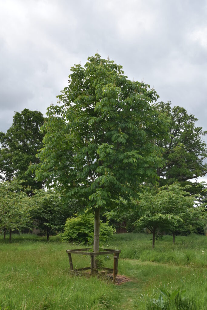 Südengland Tag 17 – Batsford Arboretum