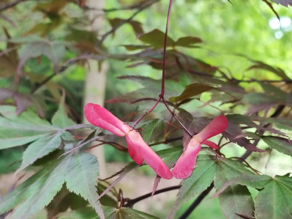 Südengland Tag 17 – Batsford Arboretum