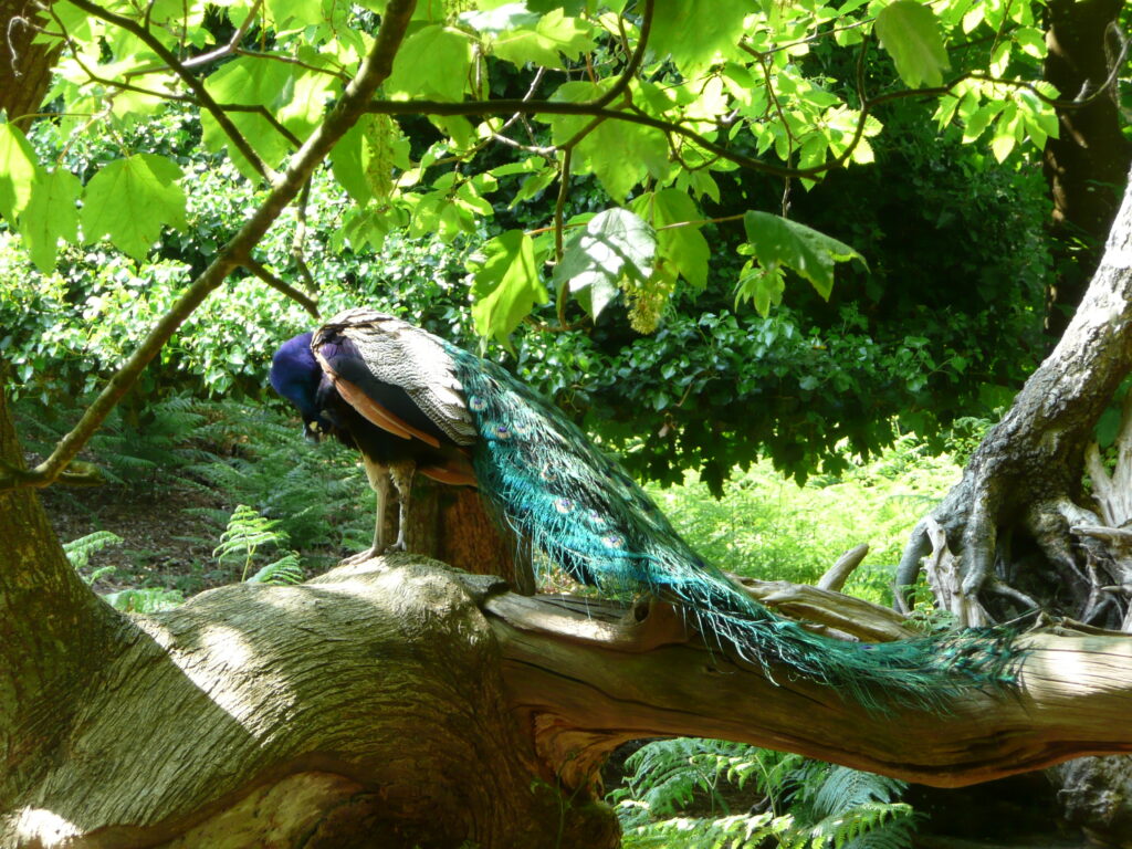 Südengland Tag 5 – Brownsea Island