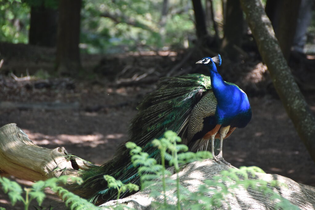 Südengland Tag 5 – Brownsea Island