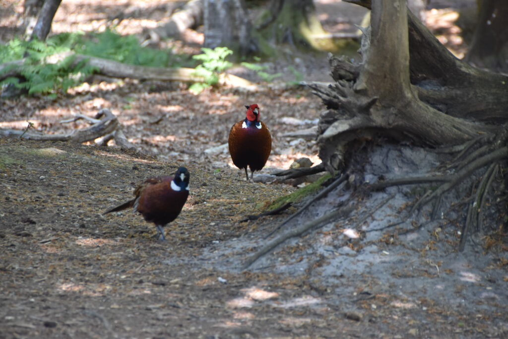 Südengland Tag 5 – Brownsea Island