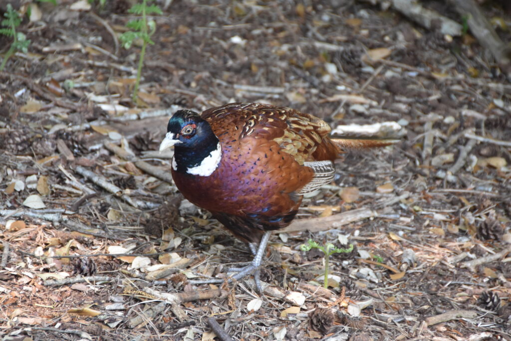 Südengland Tag 5 – Brownsea Island