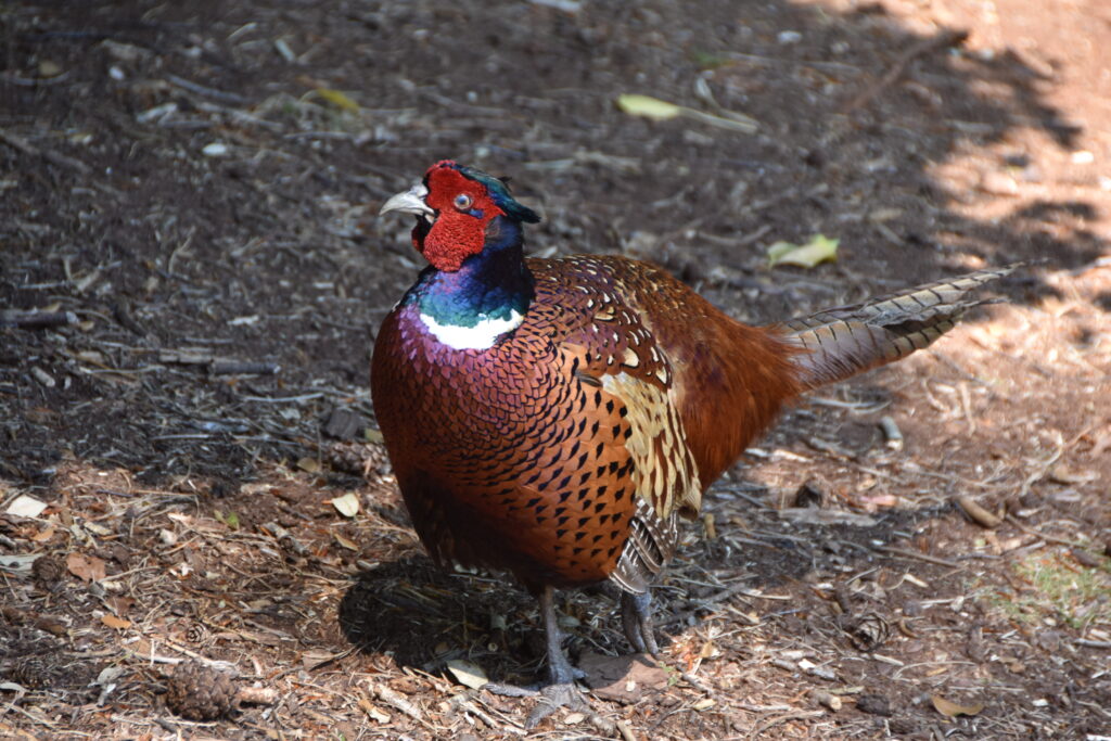 Südengland Tag 5 – Brownsea Island