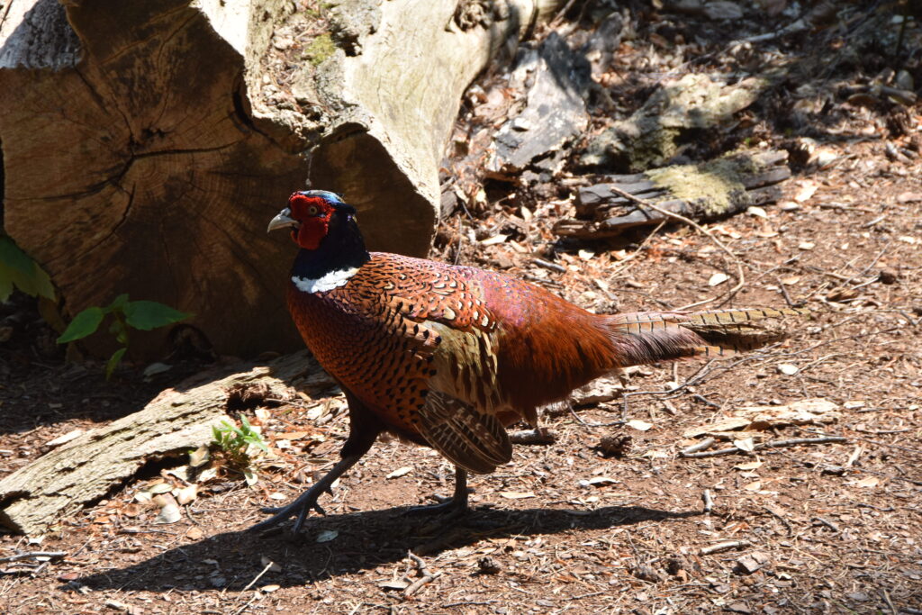 Südengland Tag 5 – Brownsea Island