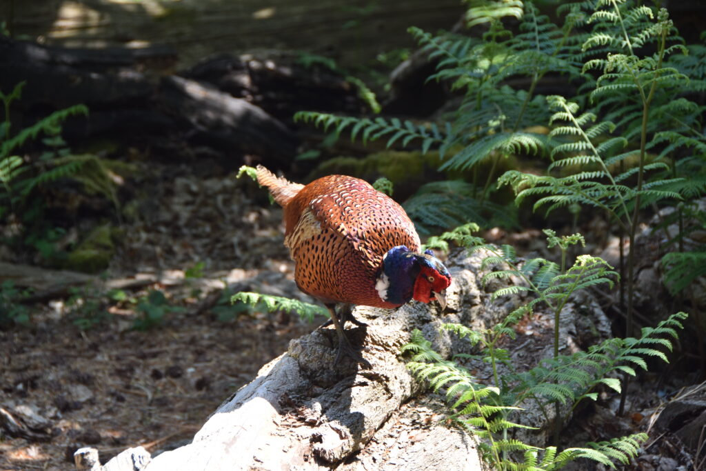 Südengland Tag 5 – Brownsea Island