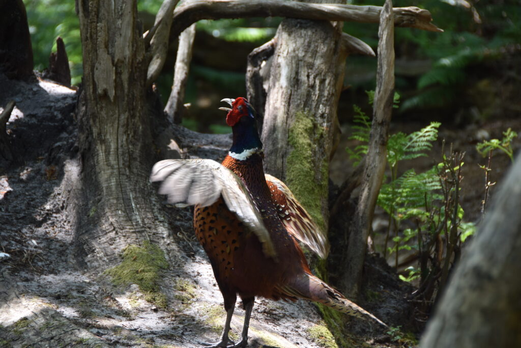 Südengland Tag 5 – Brownsea Island