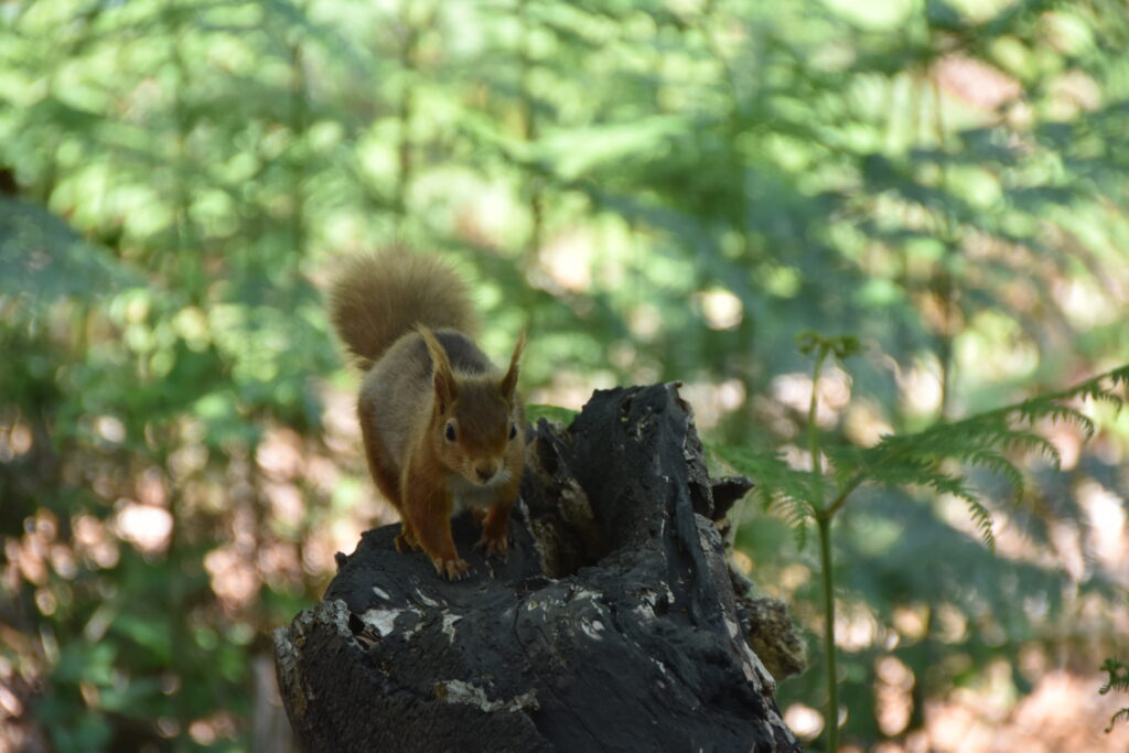 Südengland Tag 5 – Brownsea Island