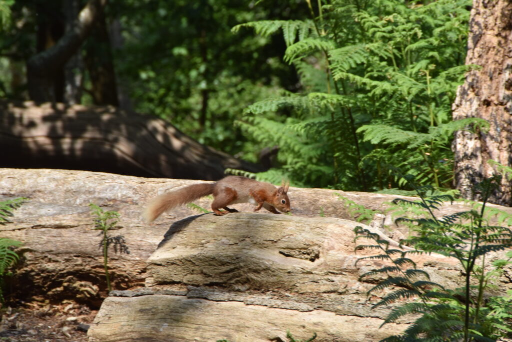 Südengland Tag 5 – Brownsea Island