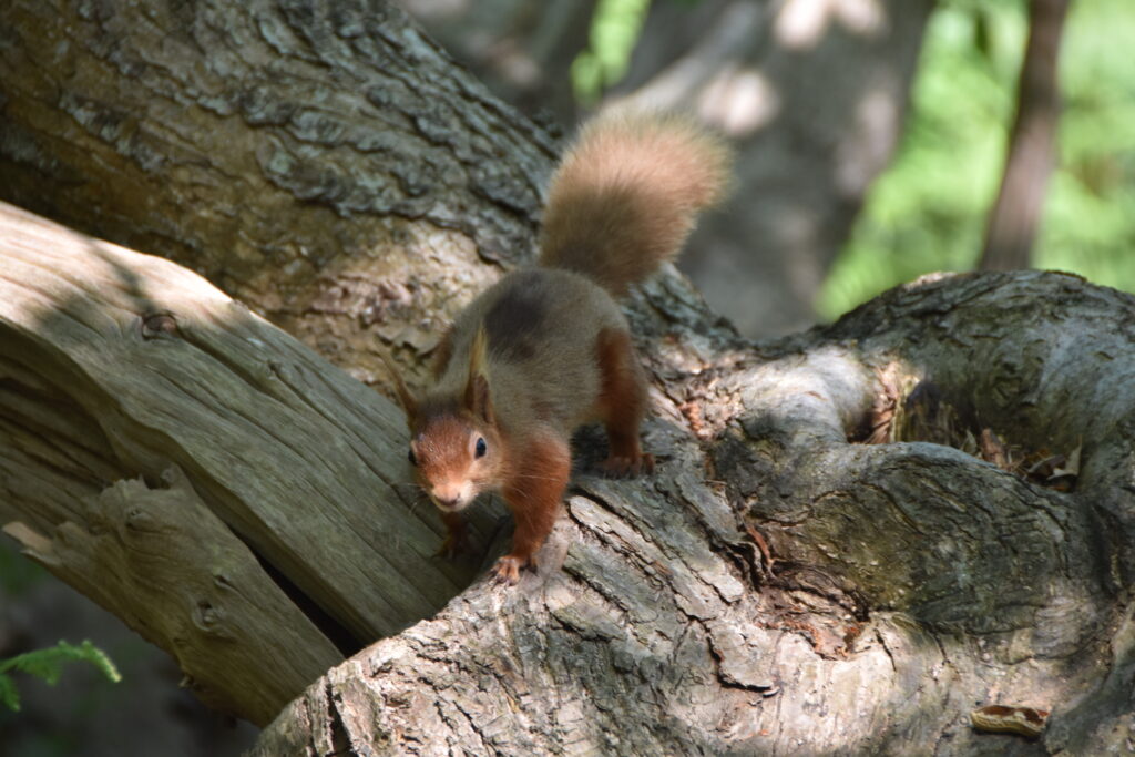 Südengland Tag 5 – Brownsea Island