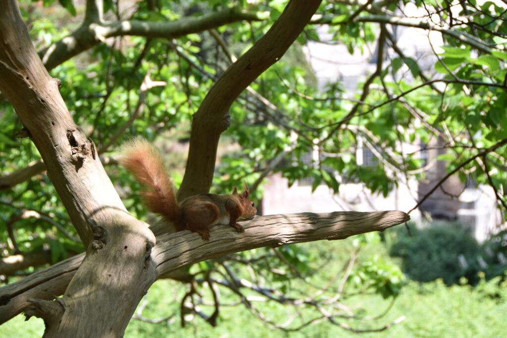 Südengland Tag 5 – Brownsea Island