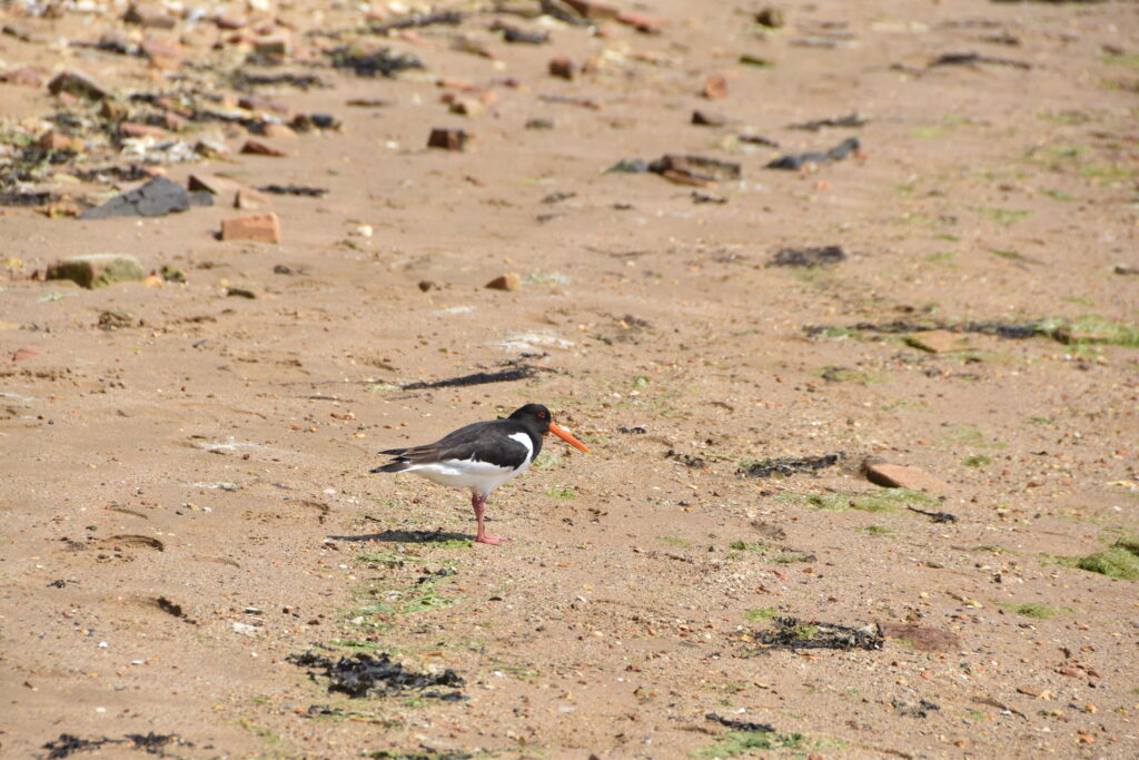 Südengland Tag 5 – Brownsea Island