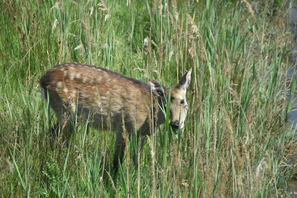 Südengland Tag 5 – Brownsea Island