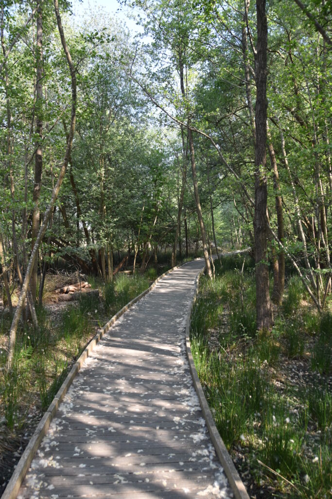 Südengland Tag 5 – Brownsea Island