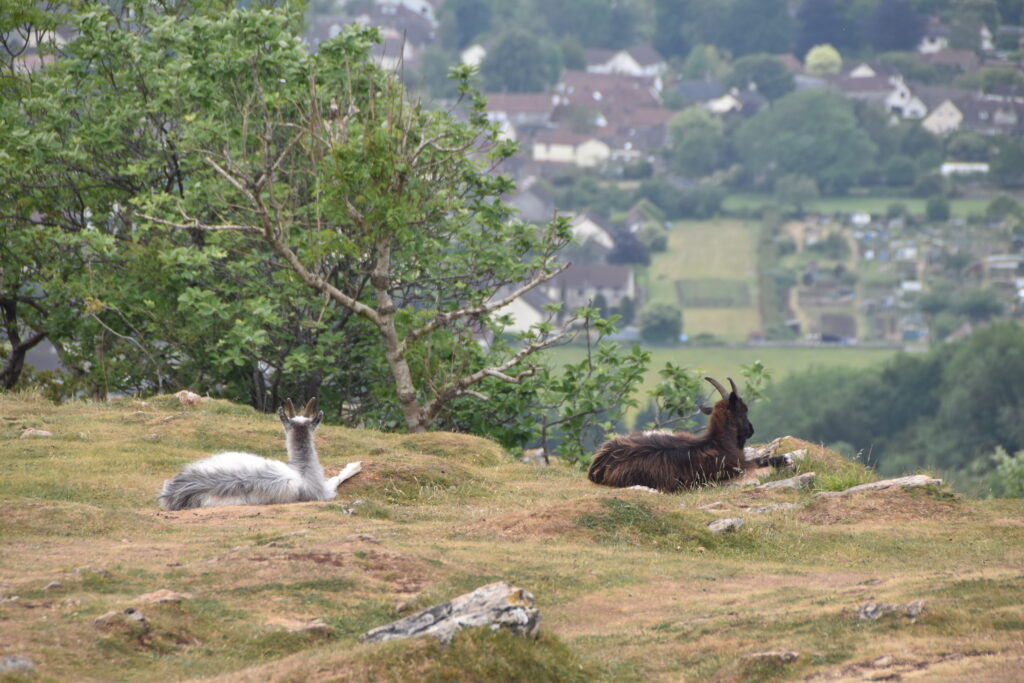 Südengland Tag 12 – Cheddar