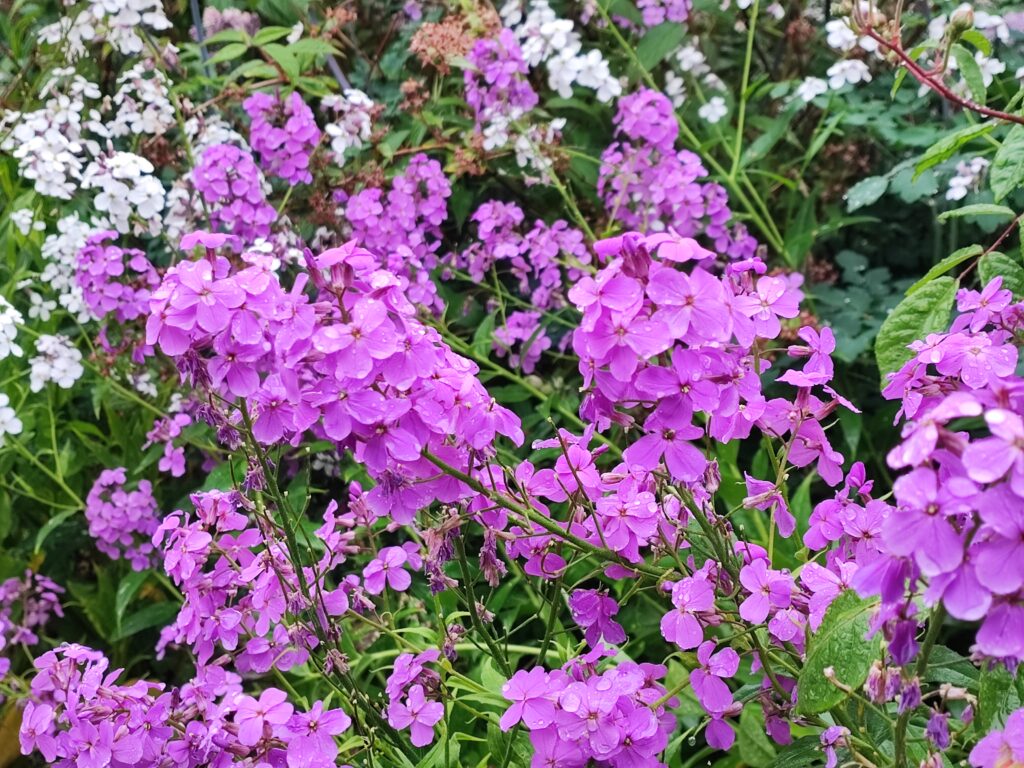 Südengland Tag 18 – Hidcote