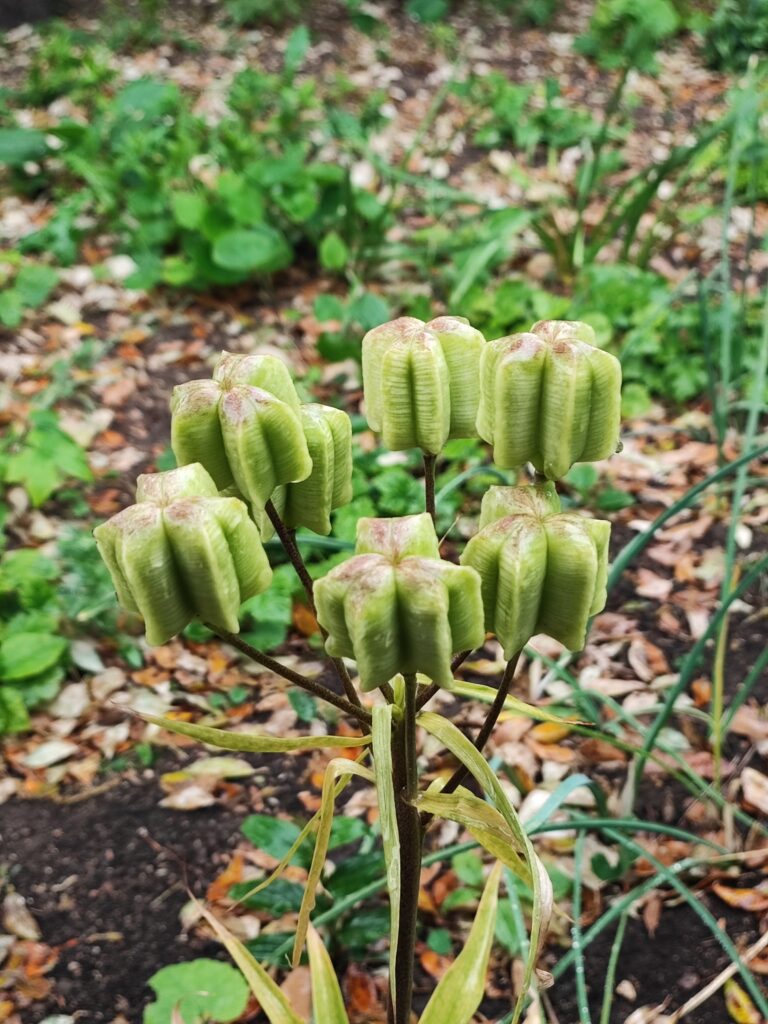 Südengland Tag 18 – Hidcote