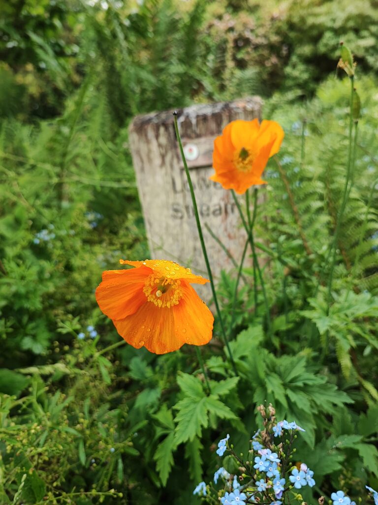 Südengland Tag 18 – Hidcote