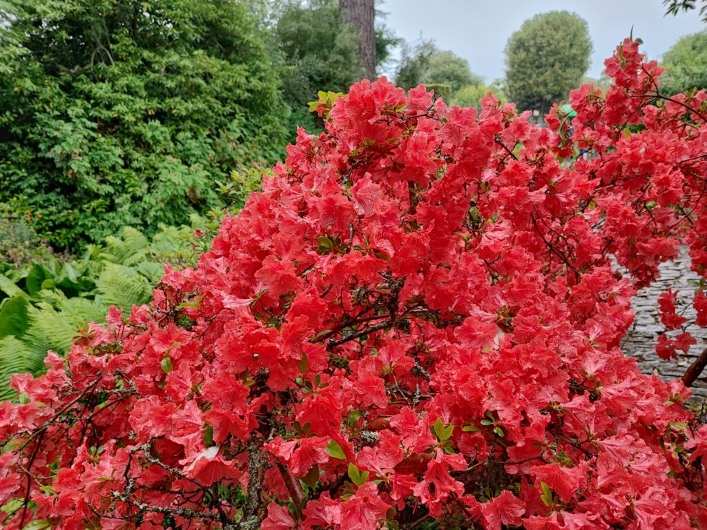 Südengland Tag 18 – Hidcote