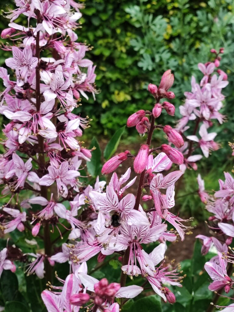 Südengland Tag 18 – Hidcote