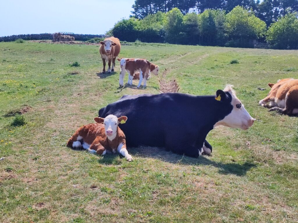 Südengland Tag 6 – Jurassic Coast