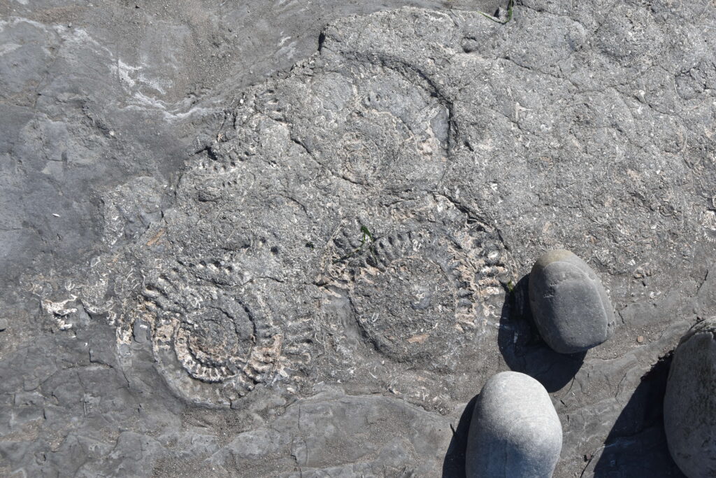 Südengland Tag 9 – Fossilien (Quantoxhead Beach)