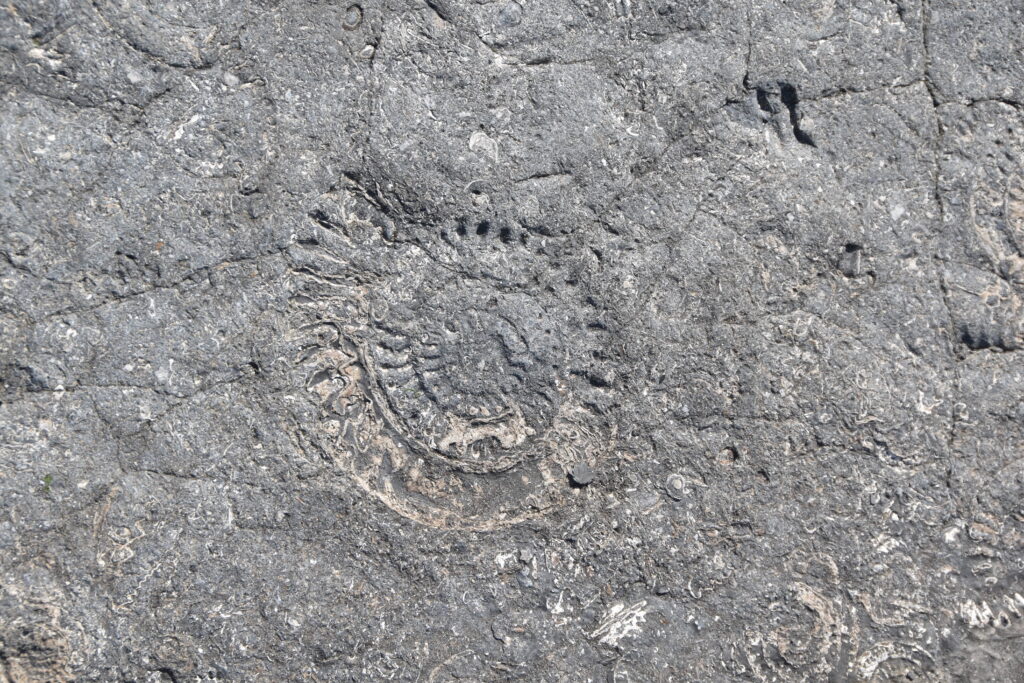 Südengland Tag 9 – Fossilien (Quantoxhead Beach)