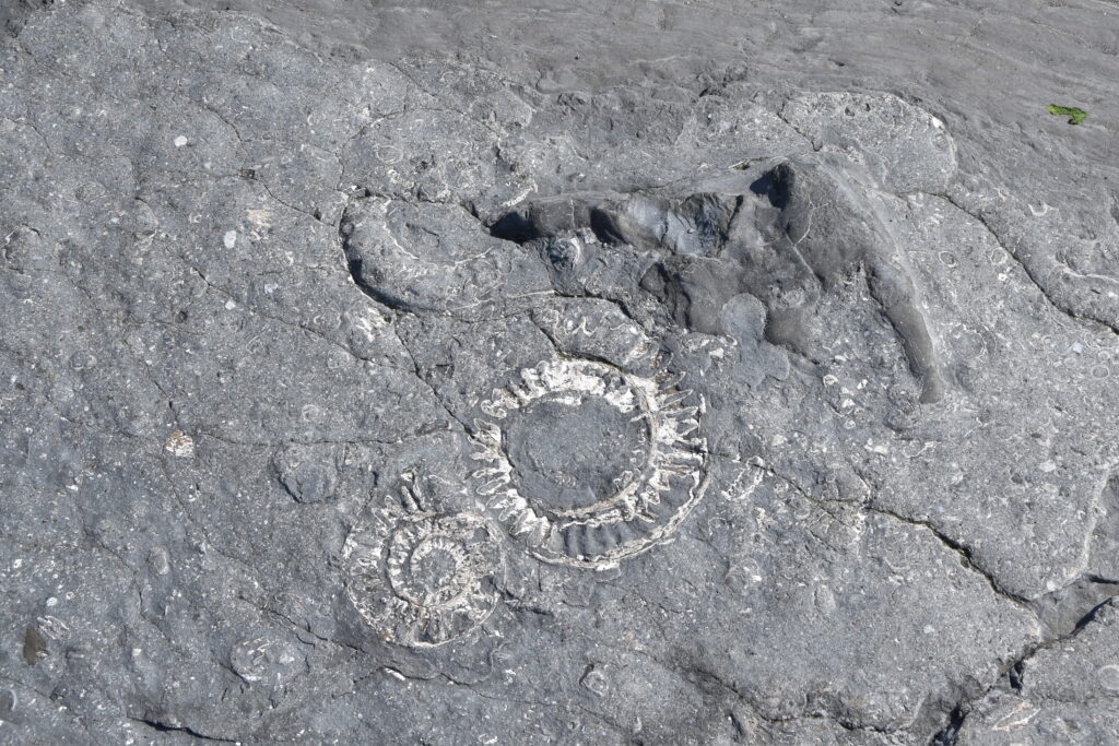Südengland Tag 9 – Fossilien (Quantoxhead Beach)