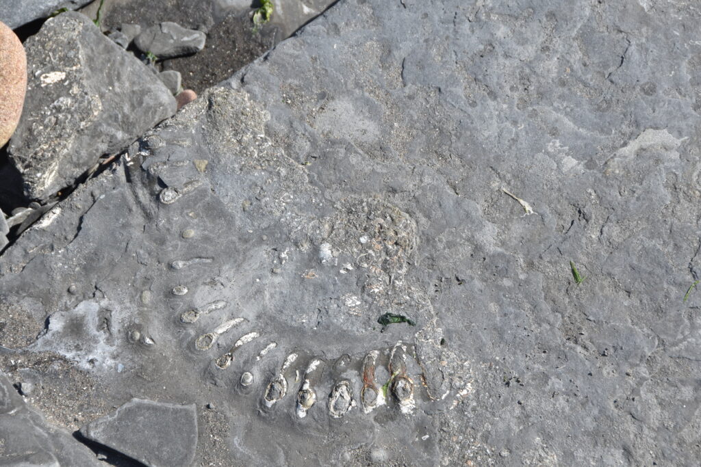 Südengland Tag 9 – Fossilien (Quantoxhead Beach)