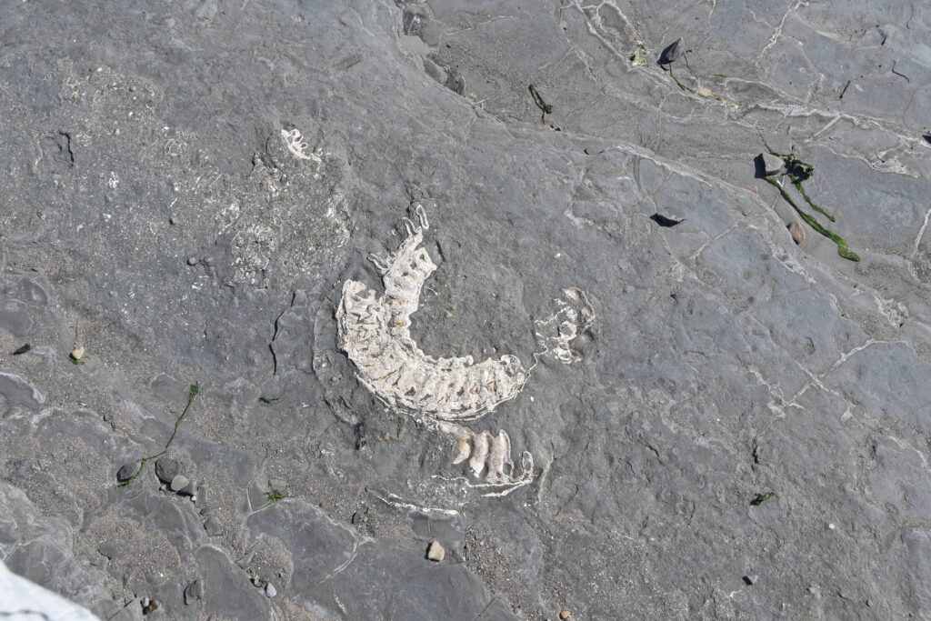 Südengland Tag 9 – Fossilien (Quantoxhead Beach)