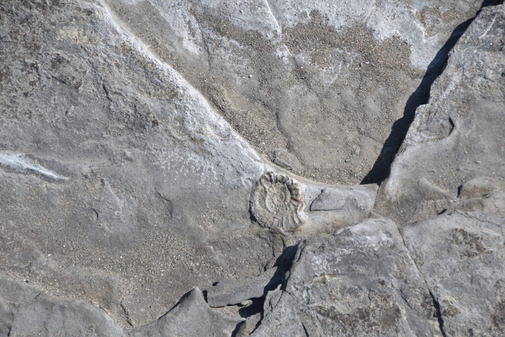 Südengland Tag 9 – Fossilien (Quantoxhead Beach)